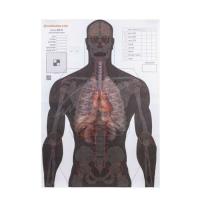 Мишень Алебарда "Анатомический силуэт" ALB-50 Фото