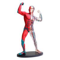 Набір для експериментів EDU-Toys Модель м'язів і скелета людини збірна, 19 см Фото