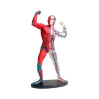 Набор для экспериментов EDU-Toys Модель мышц и скелета человека сборная, 19 см Фото