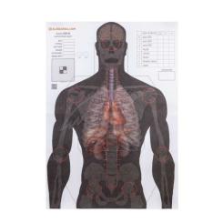 Мишень Алебарда "Анатомический силуэт" ALB-50 Фото