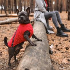 Жилет для животных Pet Fashion "E.Vest" S-M красный Фото 3