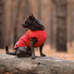 Жилет для животных Pet Fashion "E.Vest" S-M красный Фото 4