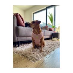 Шлей для собак Chloe's Home Dakar розовая S Фото 3