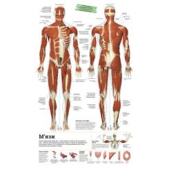 Книга Ранок Дивипедія Фото 2