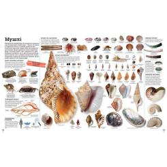 Книга Ранок Дивипедія Фото 6