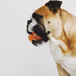 Игрушка для собак Bionic Кость оранжевая 14.7 см Фото 1