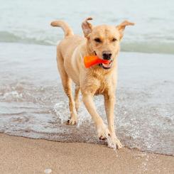 Игрушка для собак Bionic Кость оранжевая 14.7 см Фото 2