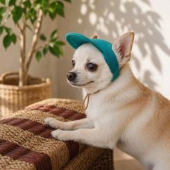 Кепка для животных Pet Fashion Topaz S Фото 4