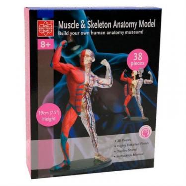 Набор для экспериментов EDU-Toys Модель м'язів і скелета людини збірна, 19 см Фото 1