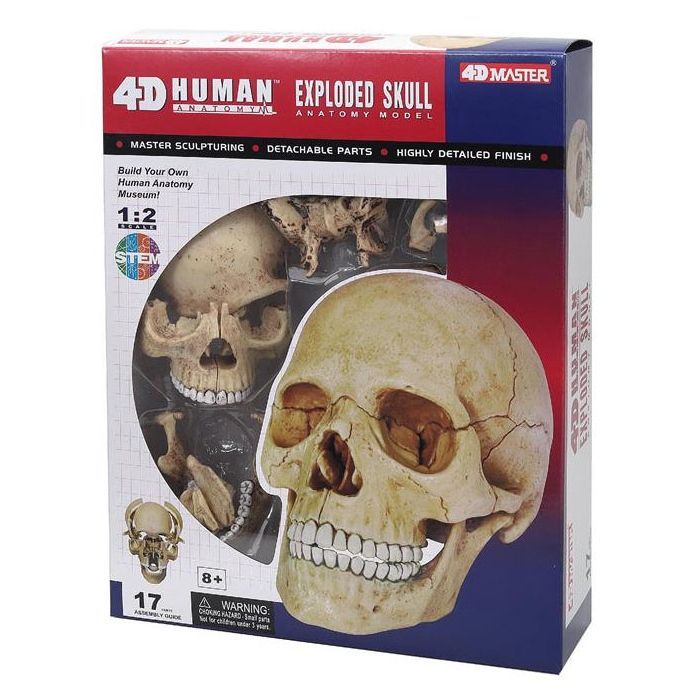 Пазл 4D Master Объемная анатомическая модель Череп человека Фото